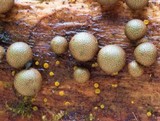 Lycogala epidendrum image