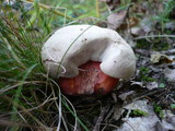 Boletus legaliae image
