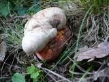 Boletus legaliae image