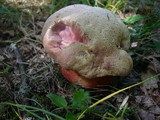 Boletus legaliae image