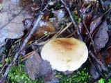 Tricholoma sulphureum image