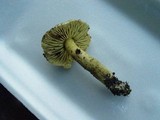 Tricholoma sulphureum image