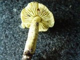 Tricholoma sulphureum image