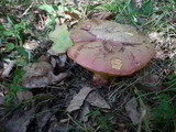 Boletus legaliae image