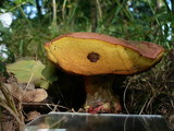 Boletus legaliae image