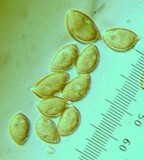 Hebeloma crustuliniforme image