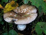 Agaricus hondensis image