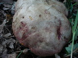 Boletus legaliae image