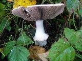 Agaricus hondensis image