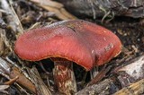 Gymnopilus aeruginosus image