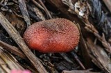 Gymnopilus aeruginosus image