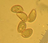 Hebeloma crustuliniforme image