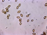 Inocybe laetior image