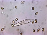 Inocybe laetior image