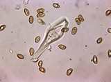 Inocybe laetior image