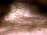 Inocybe laetior image
