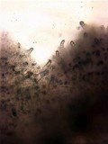 Inocybe laetior image