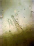 Inocybe laetior image