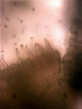 Inocybe laetior image