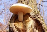 Hypsizygus ulmarius image