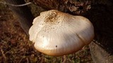 Hypsizygus ulmarius image