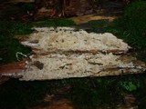 Botryohypochnus isabellinus image