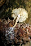 Gymnopus confluens image