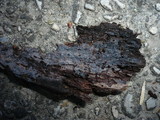 Exidiopsis galzinii image