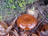 Lactarius subumbonatus image