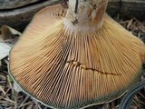 Lactarius rubrilacteus image