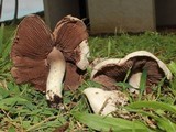Agaricus speciosus image