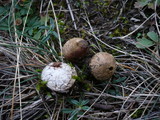 Bovista pusilla image