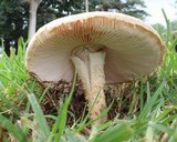 Amanita manicata image