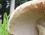 Amanita manicata image