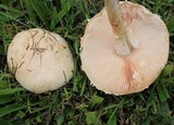 Amanita manicata image