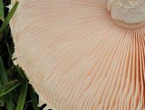 Amanita manicata image