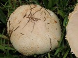 Amanita manicata image