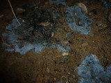 Byssocorticium atrovirens image