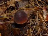Macrocystidia cucumis image