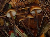 Macrocystidia cucumis image