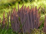 Alloclavaria purpurea image