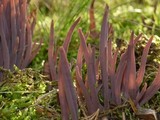 Alloclavaria purpurea image