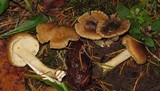 Inocybe fuscidula image