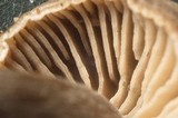 Rhodocybe aureicystidiata image
