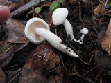 Hygrophorus eburneus image