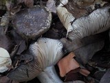 Russula densifolia image
