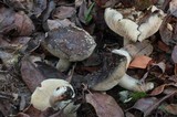 Russula densifolia image