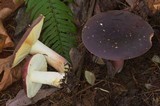 Russula xerampelina image