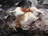Hydnellum aurantiacum image