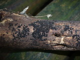 Byssosphaeria schiedermayeriana image